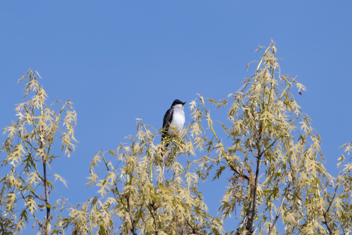 Eastern Kingbird - ML568516891