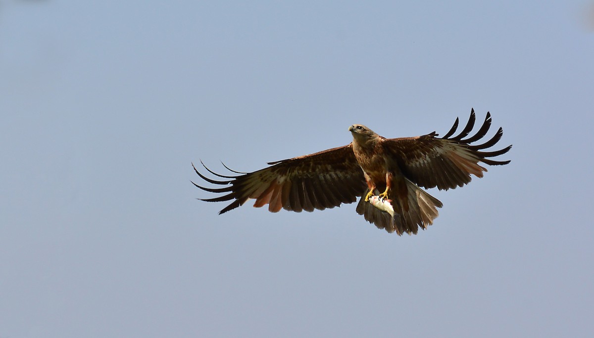 Brahminy Kite - Srinivas D