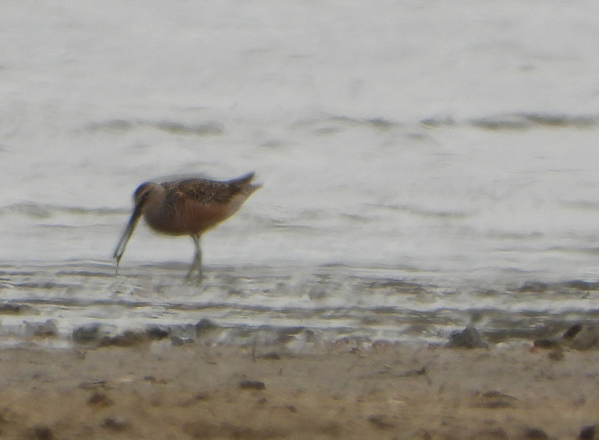 Long-billed Dowitcher - ML568517221