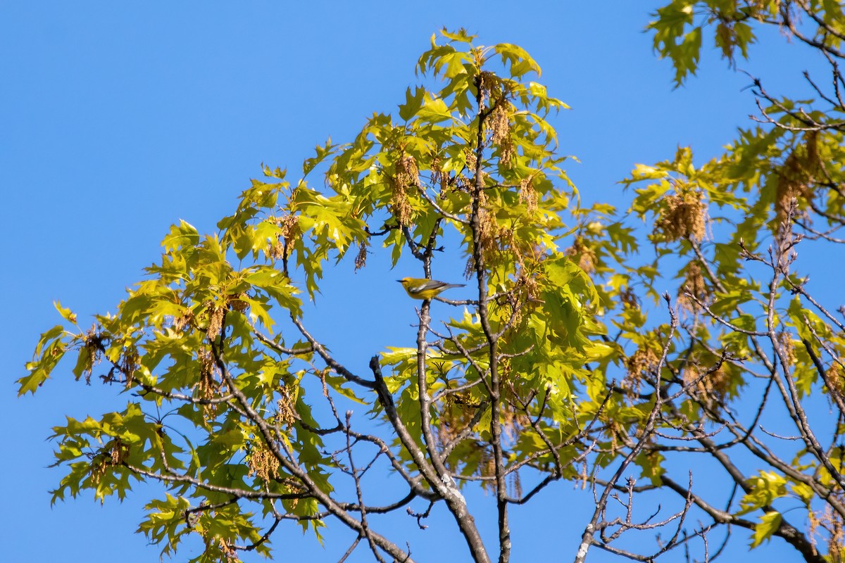 Blue-winged Warbler - ML568517241