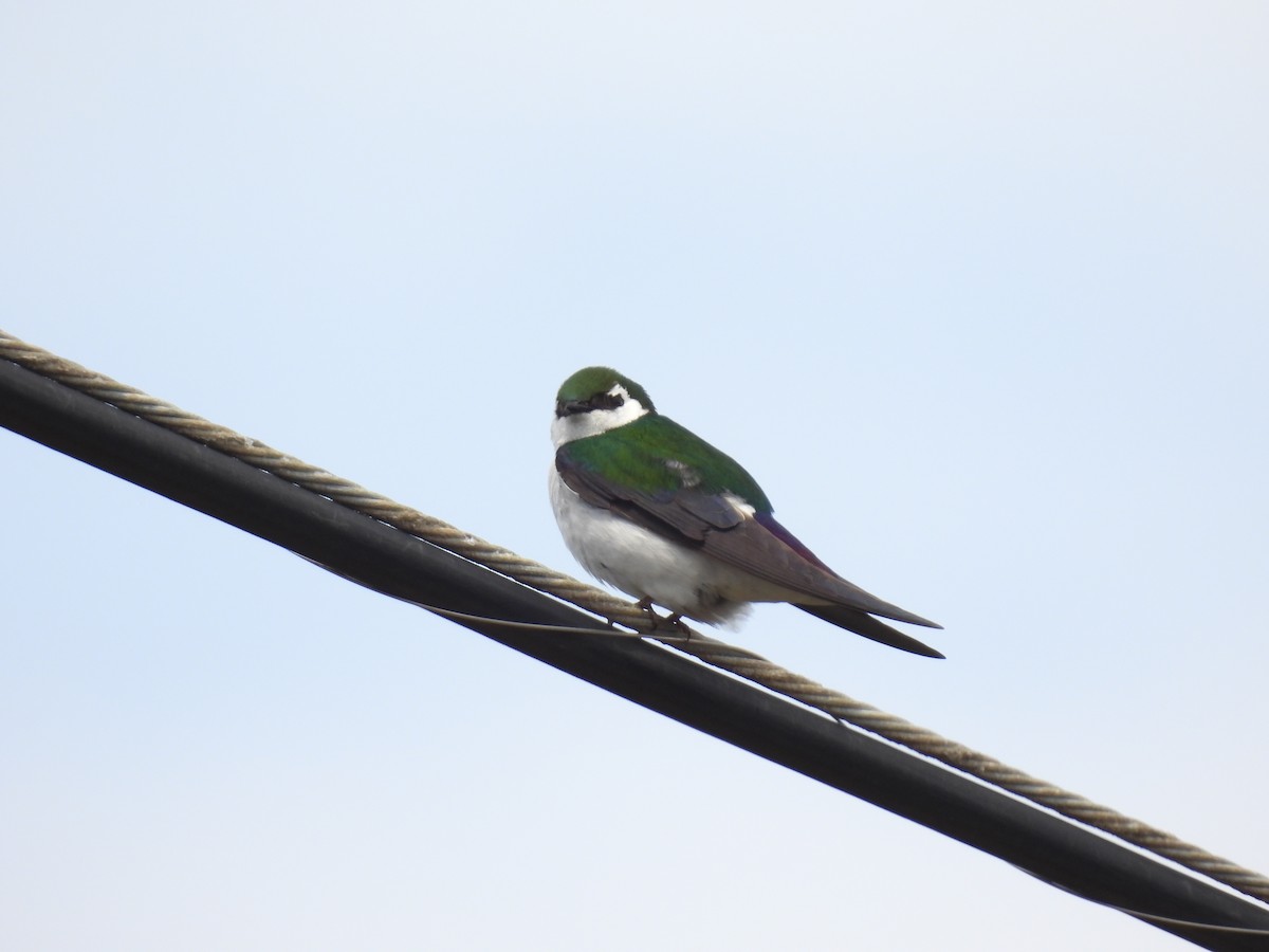 Violet-green Swallow - ML568517281