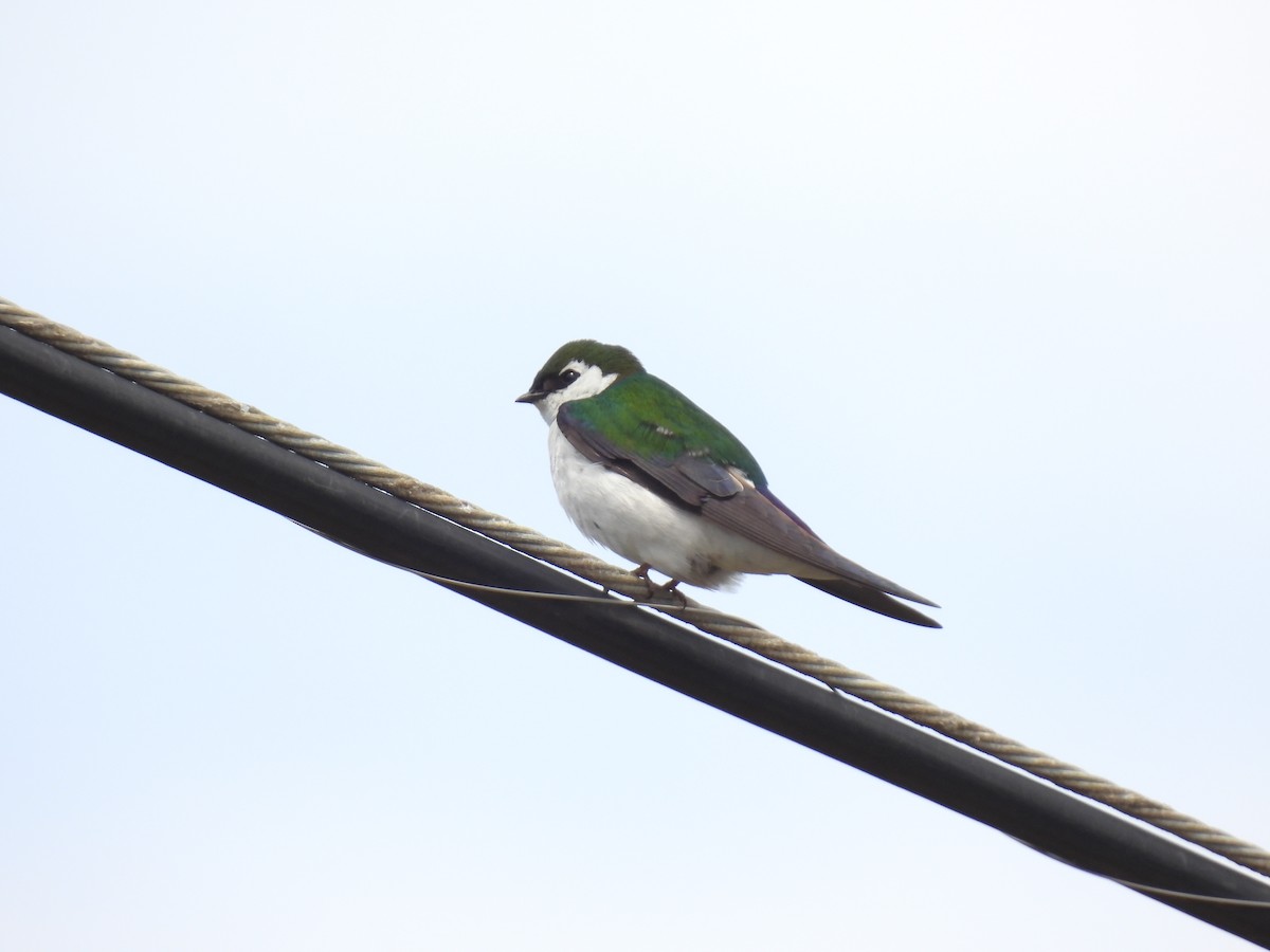 Violet-green Swallow - ML568517351