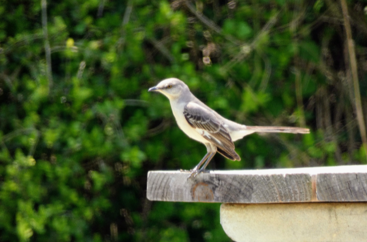 Northern Mockingbird - ML568517371