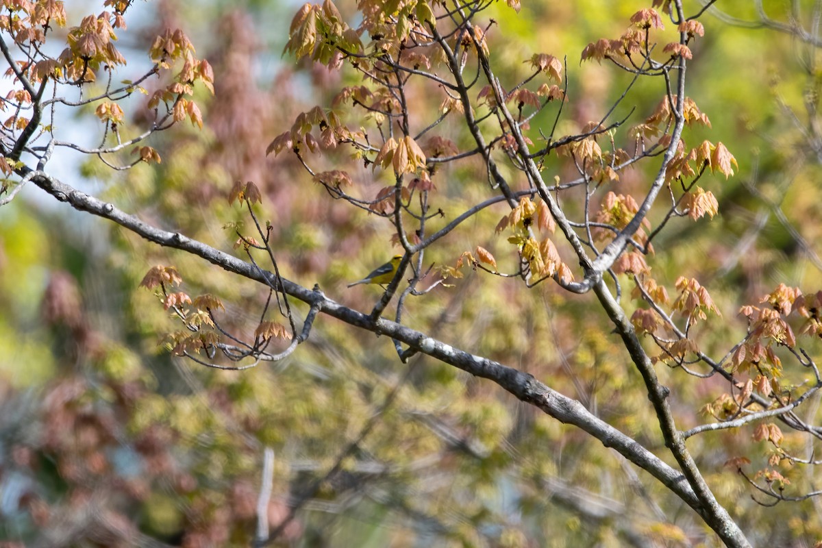 Blue-winged Warbler - ML568517391