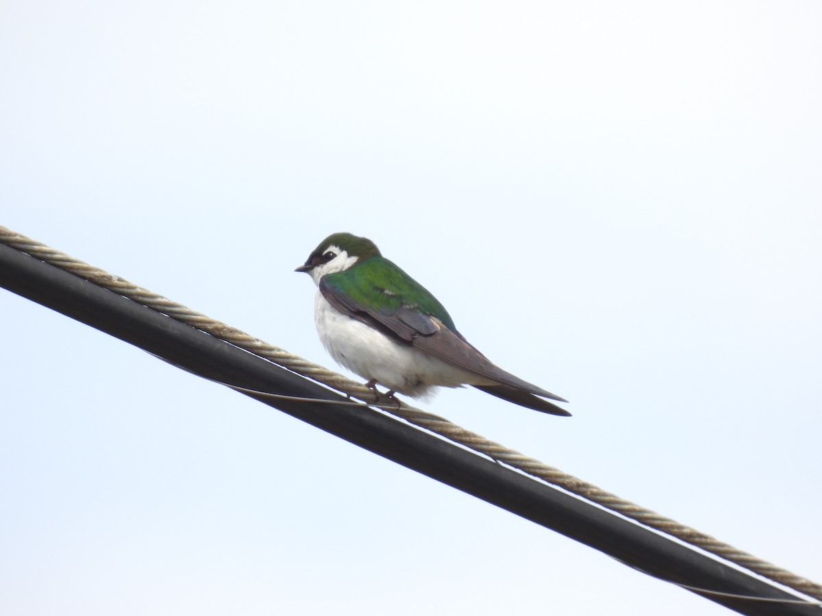 Violet-green Swallow - ML568517411