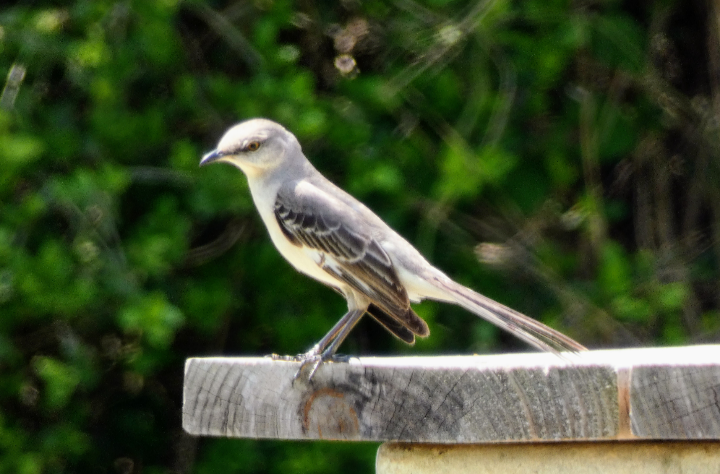 Northern Mockingbird - ML568517461