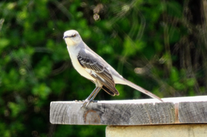 Northern Mockingbird - ML568517611