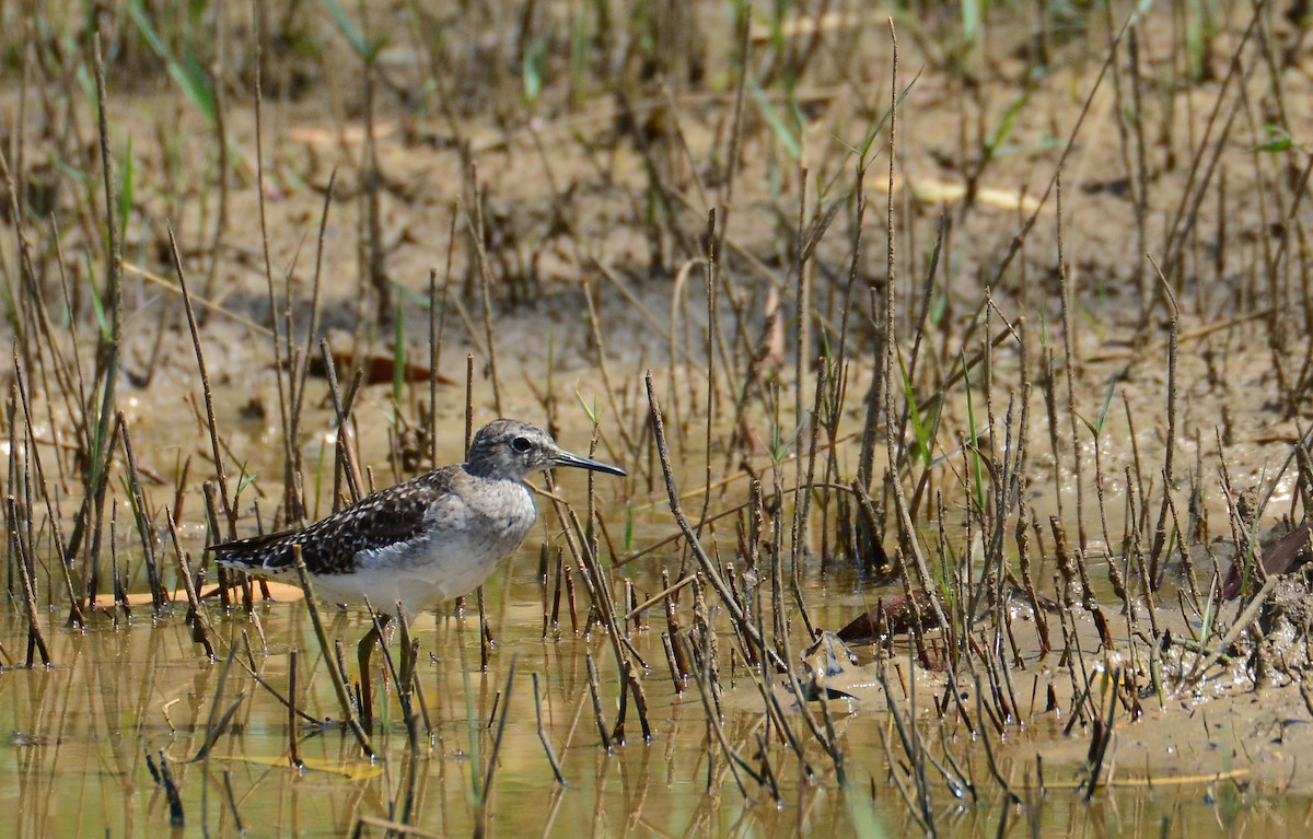 Wood Sandpiper - ML56851831