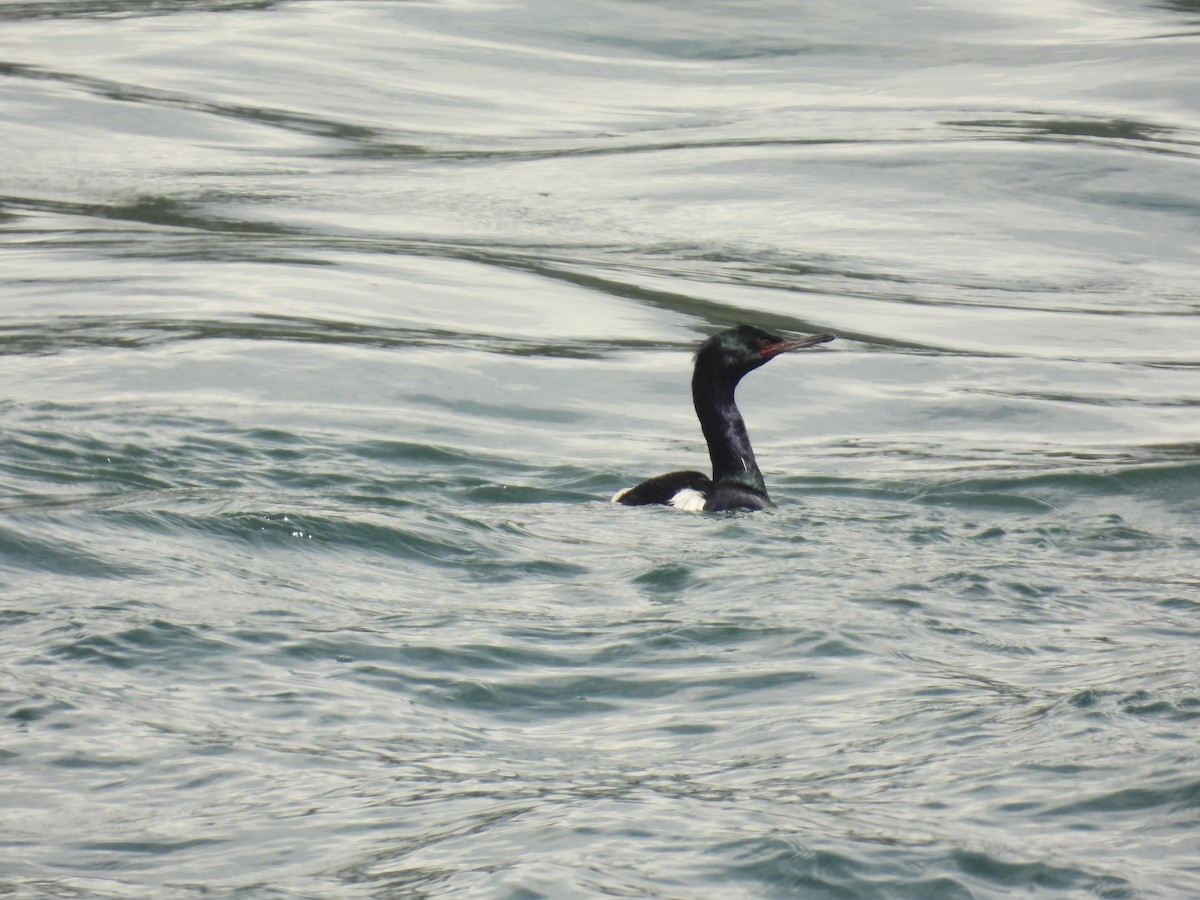 Pelagic Cormorant - ML568518981