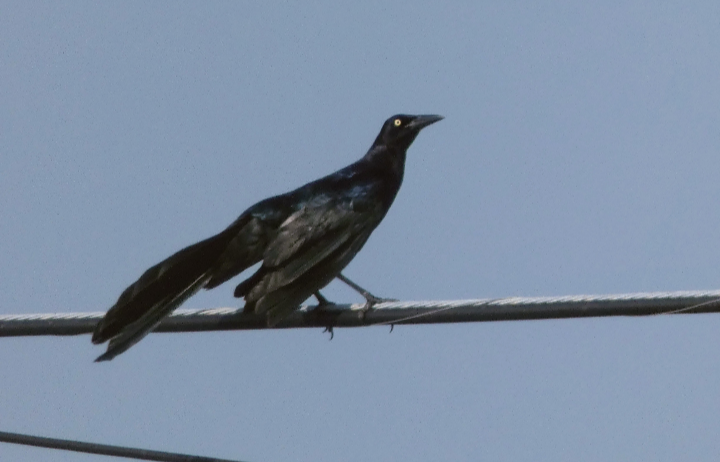 Great-tailed Grackle - ML568519231