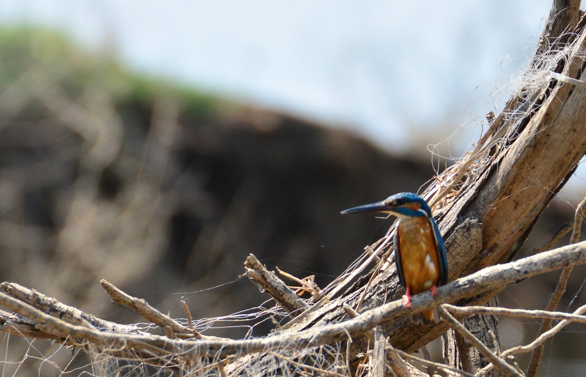 Common Kingfisher - Srinivas D