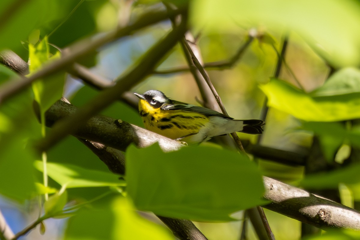 Magnolia Warbler - ML568519801