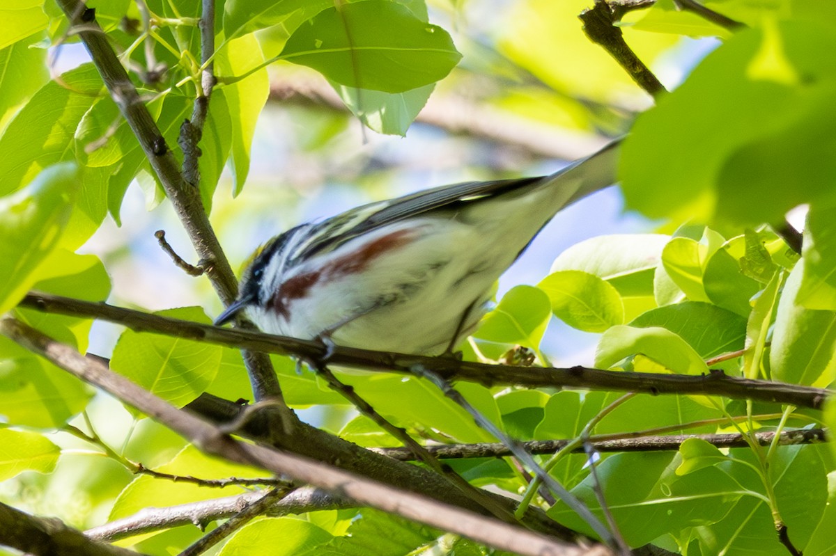 Paruline à flancs marron - ML568519961