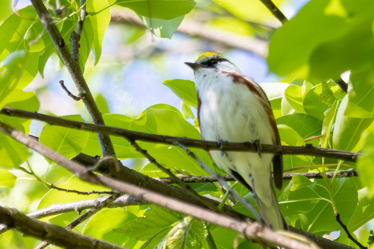 Paruline à flancs marron - ML568519971