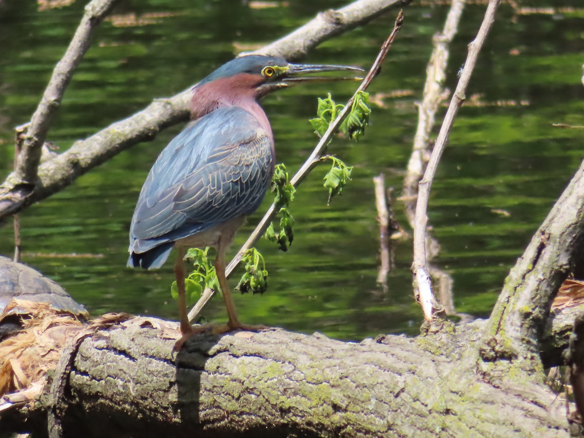 Green Heron - ML568519991