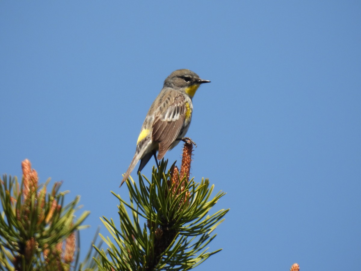 Yellow-rumped Warbler (Audubon's) - ML568520521