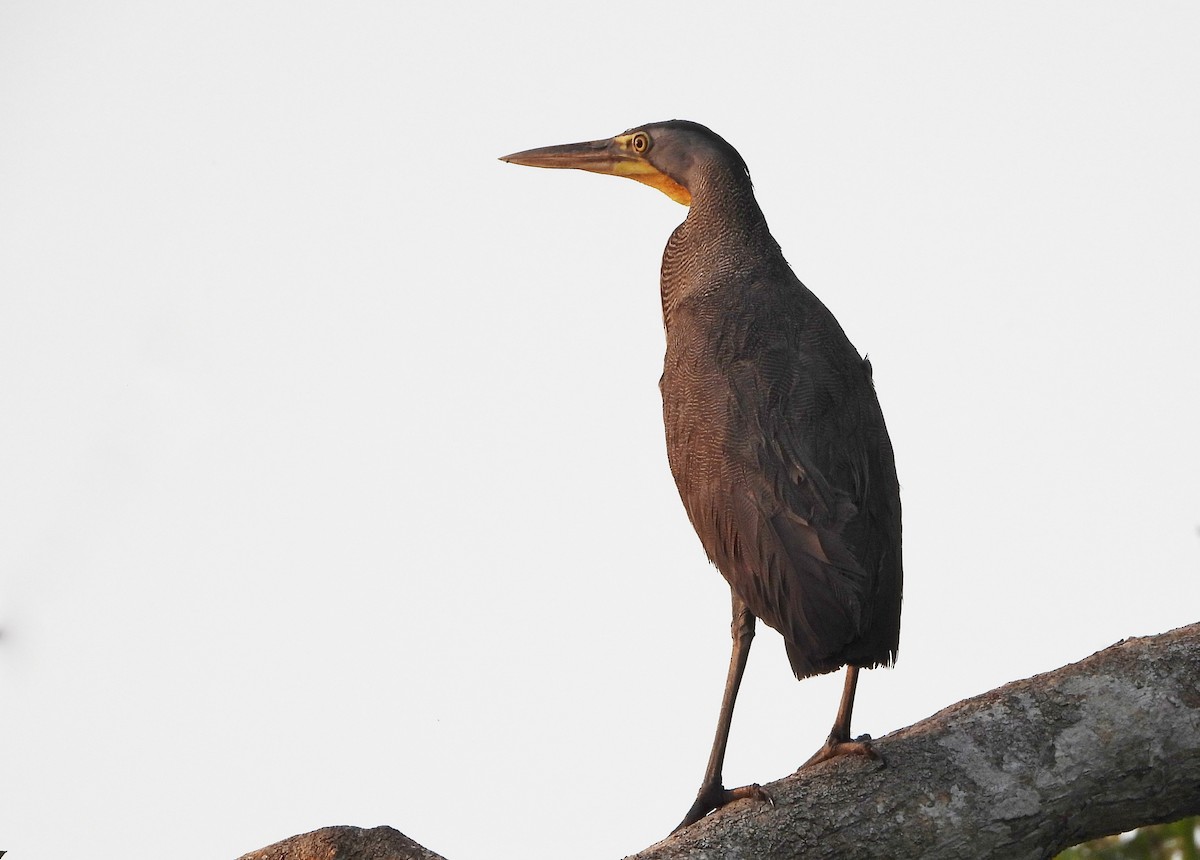 Bare-throated Tiger-Heron - ML568520531