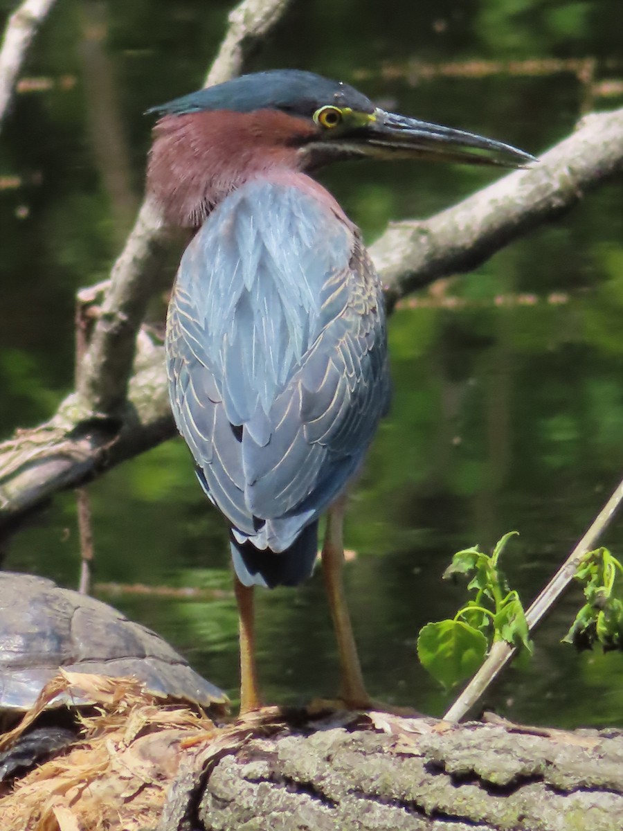 Green Heron - ML568520631