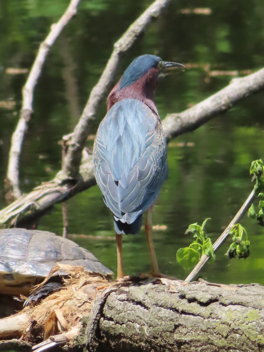 Green Heron - ML568520961