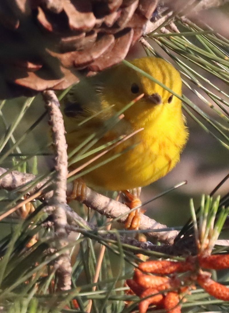 Yellow Warbler - ML568521301