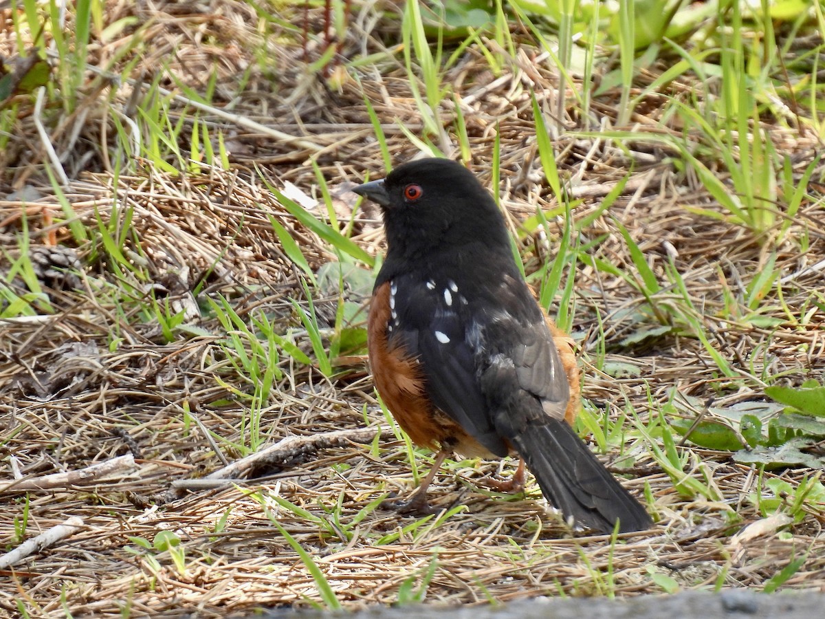 Spotted Towhee - ML568521501