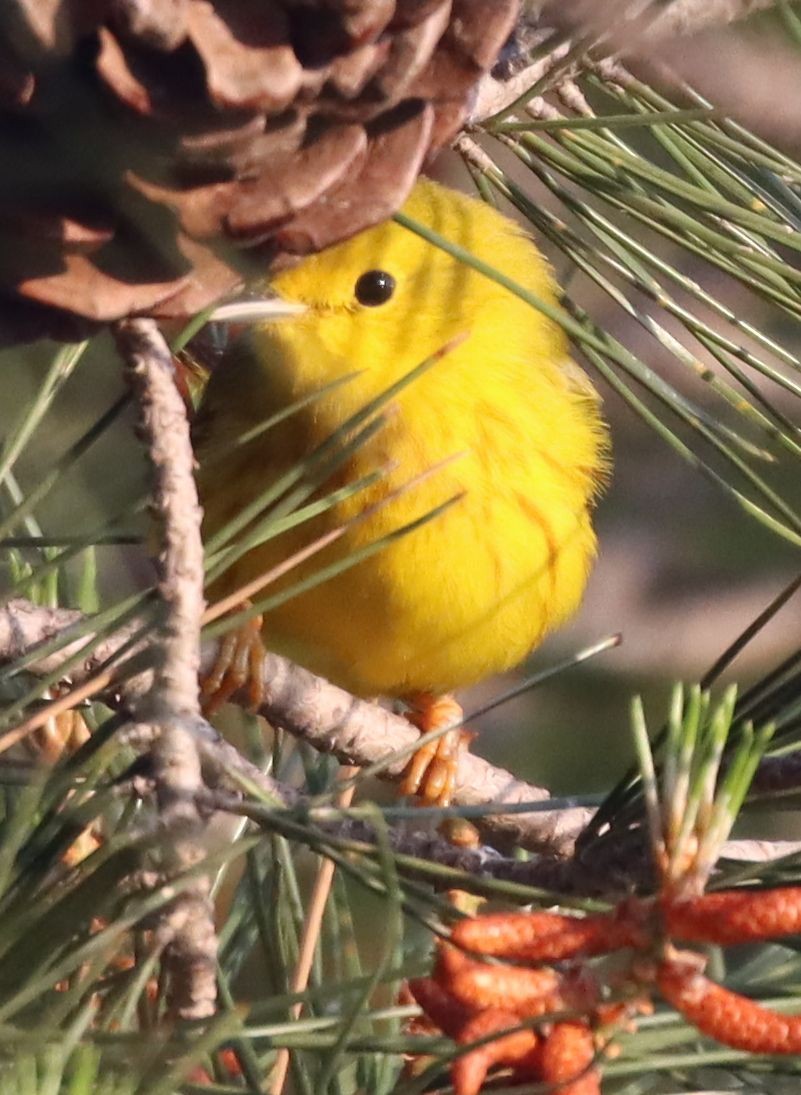 Paruline jaune - ML568521511