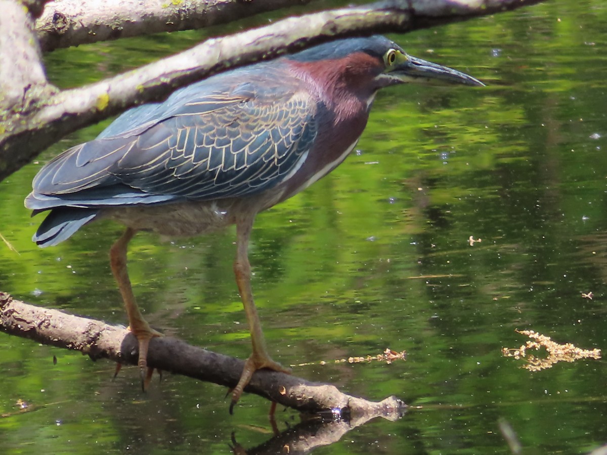Green Heron - ML568521571