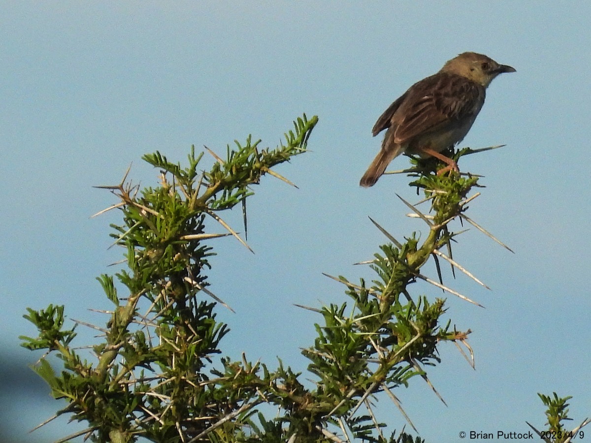 Croaking Cisticola - ML568521581