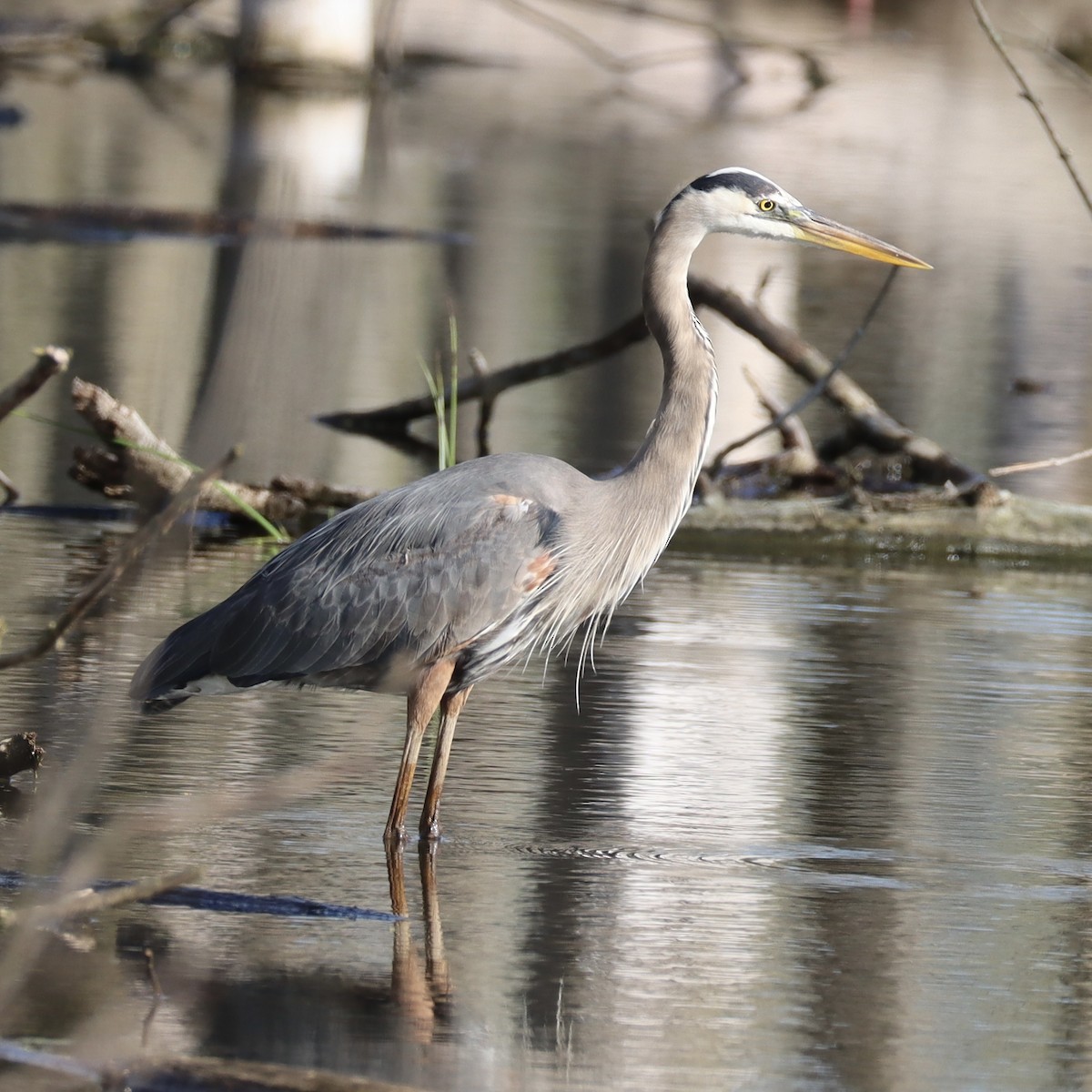 Great Blue Heron - Jennifer Wenzel