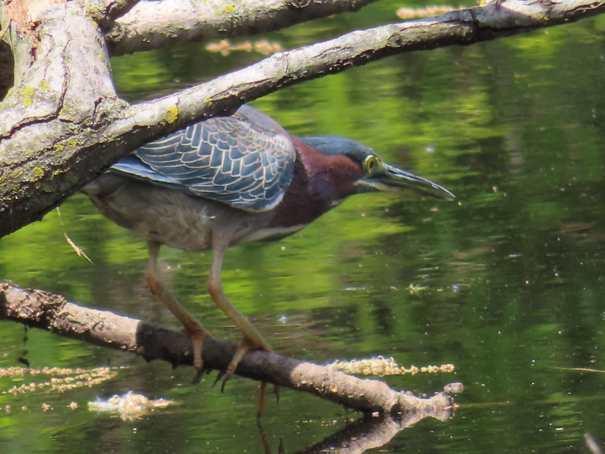 Green Heron - ML568521801