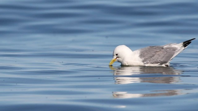 Mouette tridactyle - ML568522261