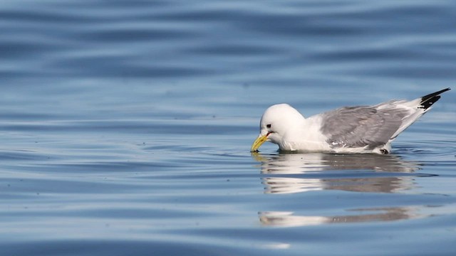 Gaviota Tridáctila - ML568522261