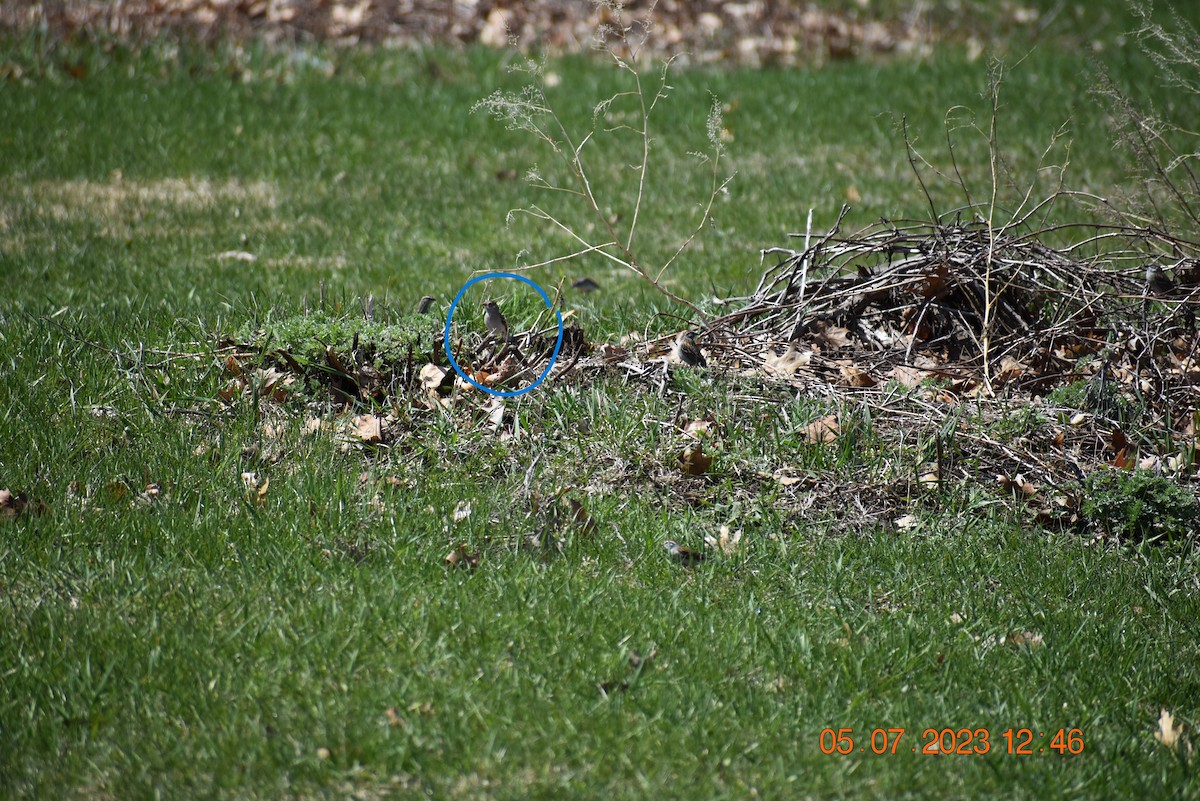 Field Sparrow - ML568523411