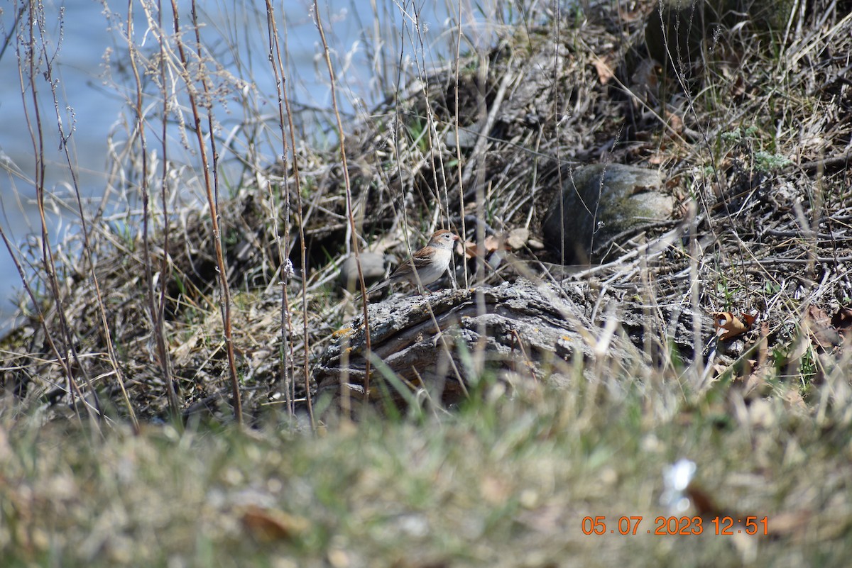 Field Sparrow - ML568523421