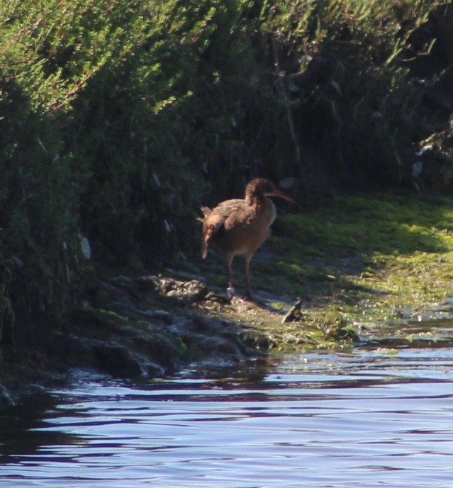 Ridgway's Rail - Wally Birder