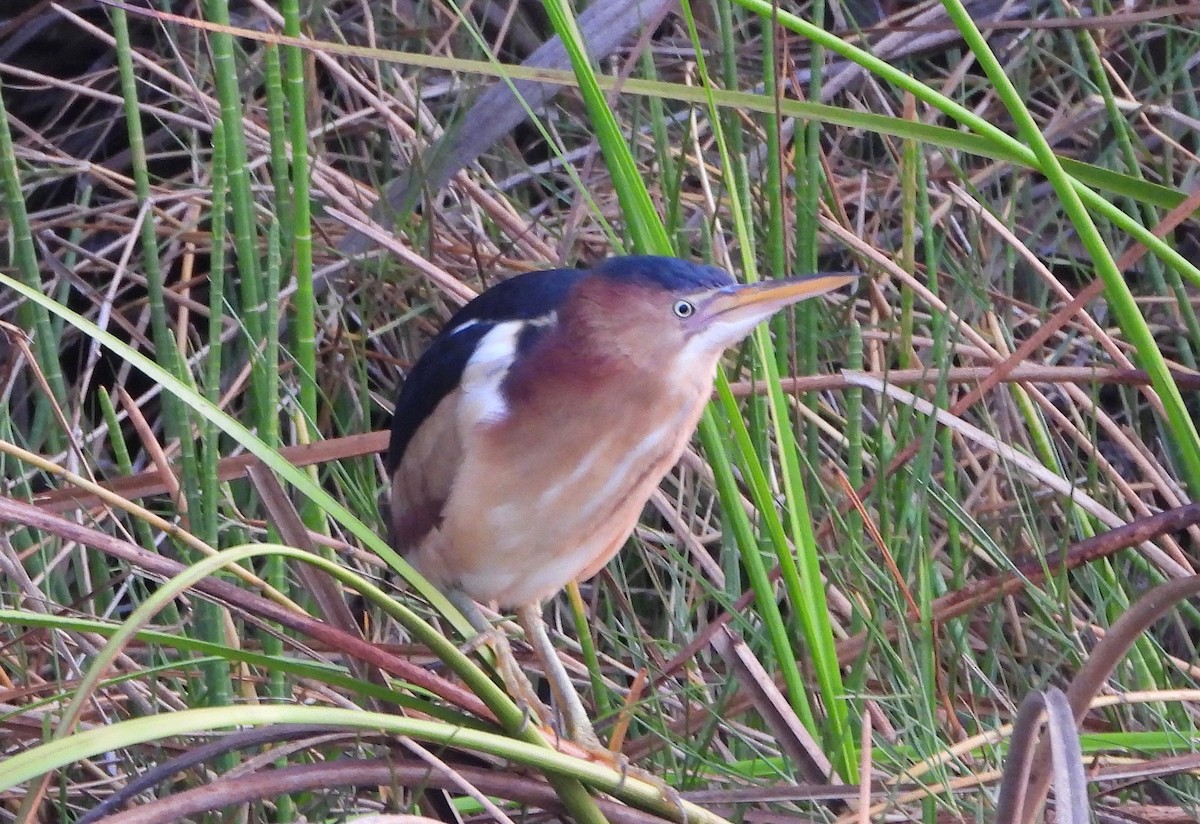 Least Bittern - ML568524461