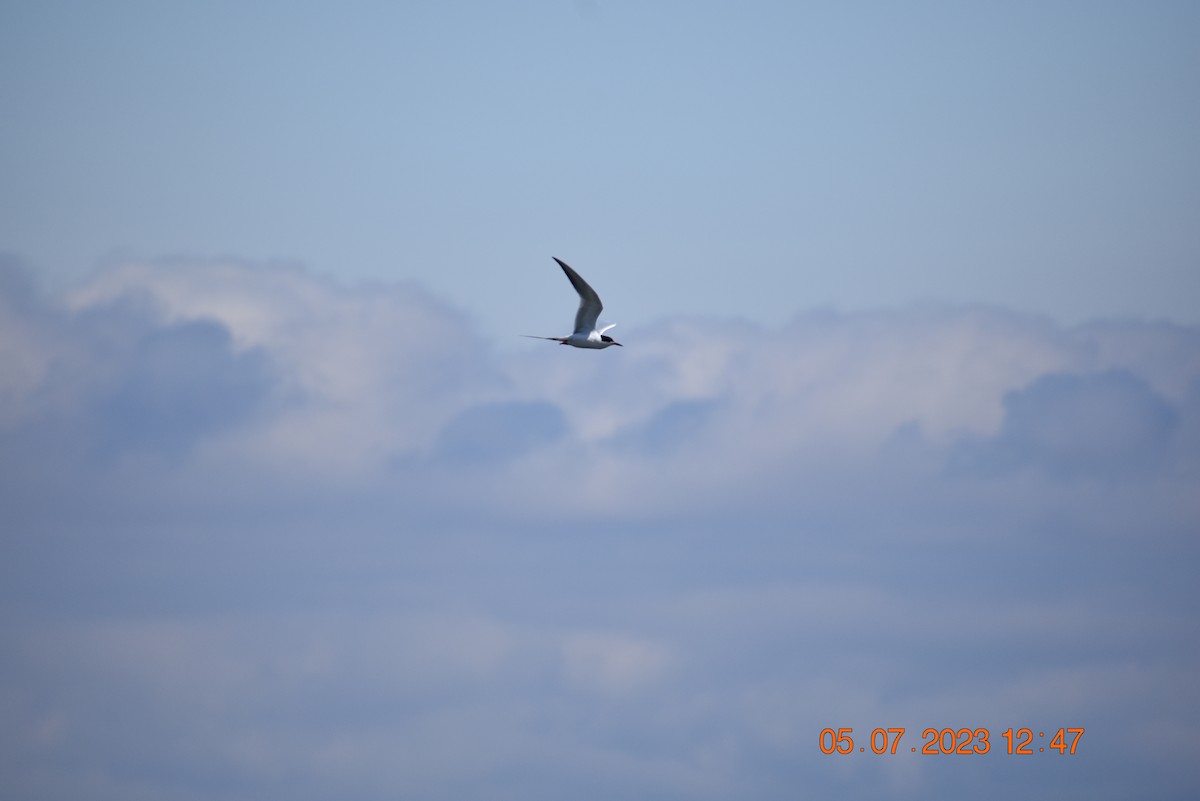 Forster's Tern - ML568524471