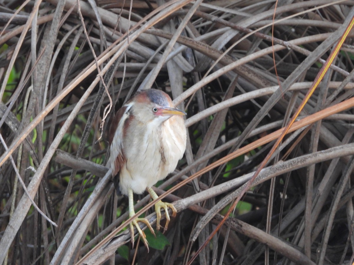 Least Bittern - ML568524511