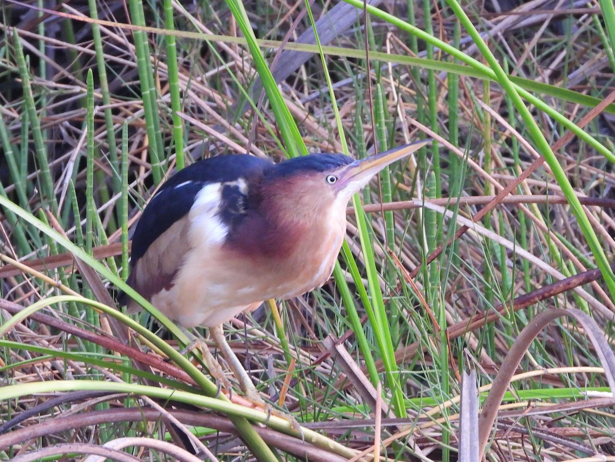 Least Bittern - ML568524531