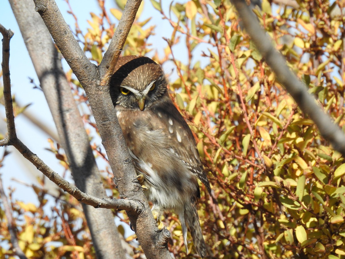 Austral Pygmy-Owl - ML568525041