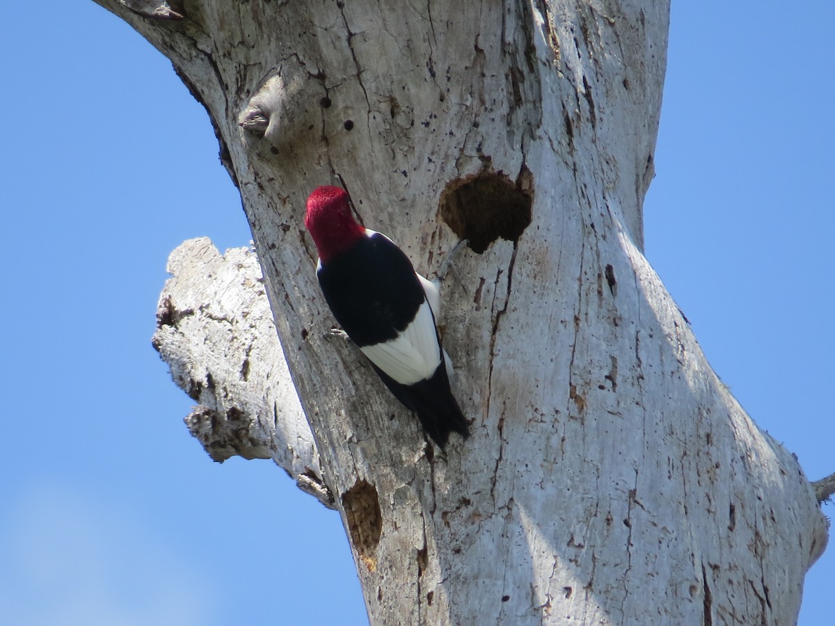 Red-headed Woodpecker - ML568525681