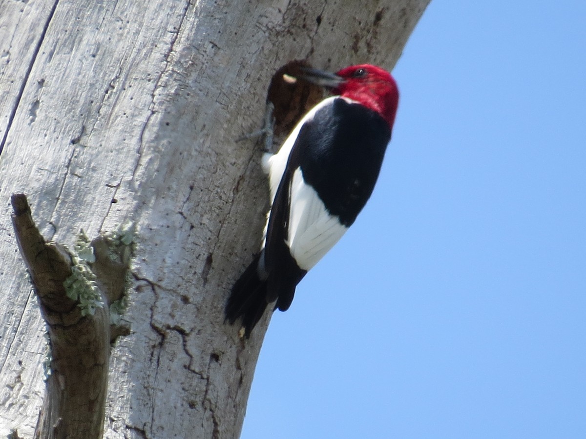 Red-headed Woodpecker - ML568525691