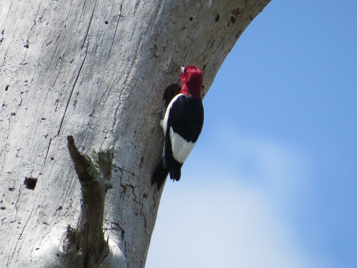 Red-headed Woodpecker - ML568525701