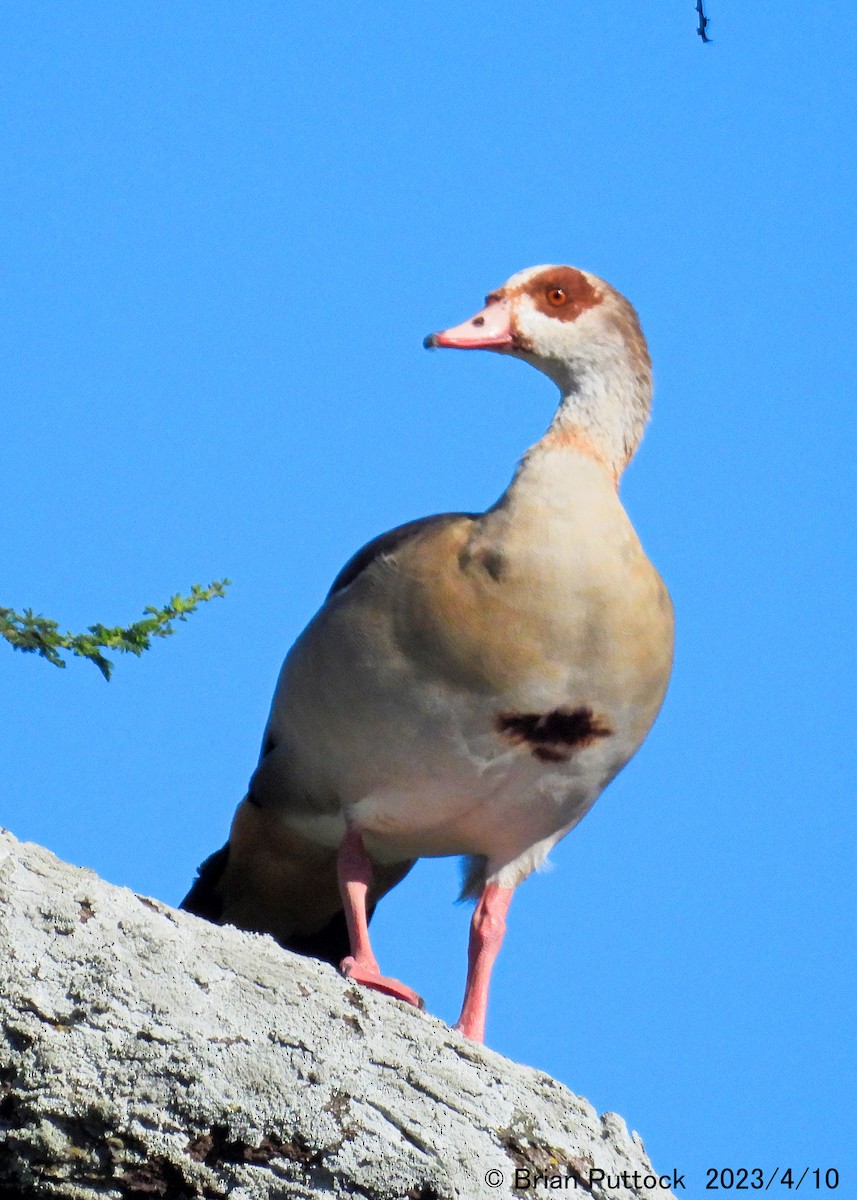 Egyptian Goose - ML568526001