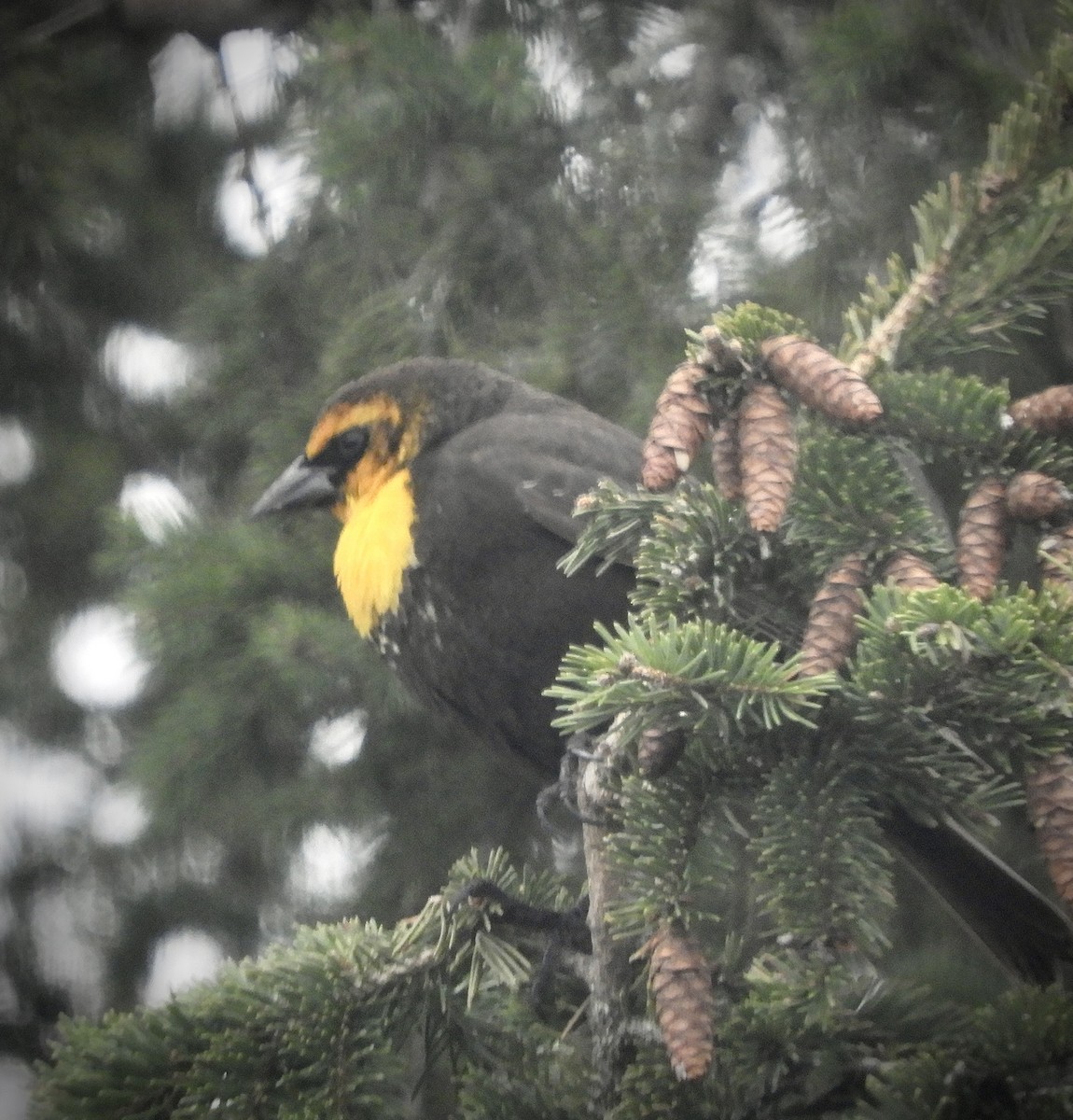 Yellow-headed Blackbird - ML568526281
