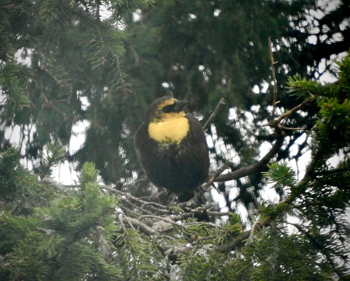 Yellow-headed Blackbird - ML568526291