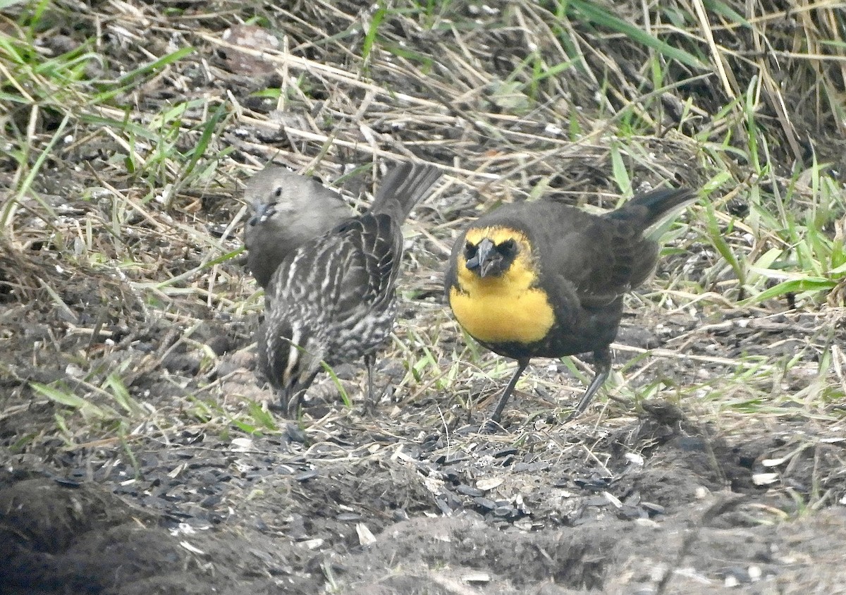 Yellow-headed Blackbird - ML568526301