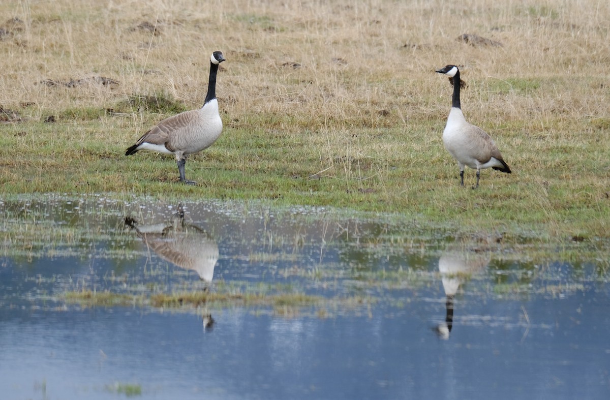 Canada Goose - Maggie  Ryan