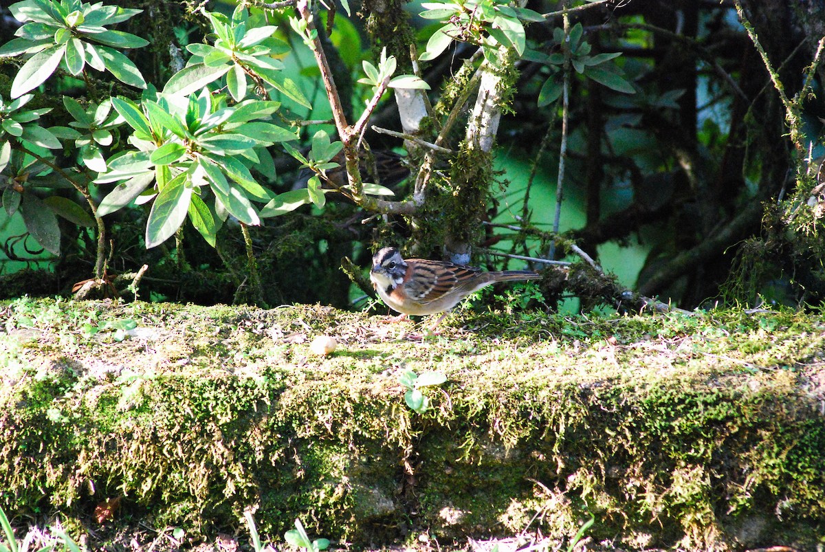 Rufous-collared Sparrow - ML568527981