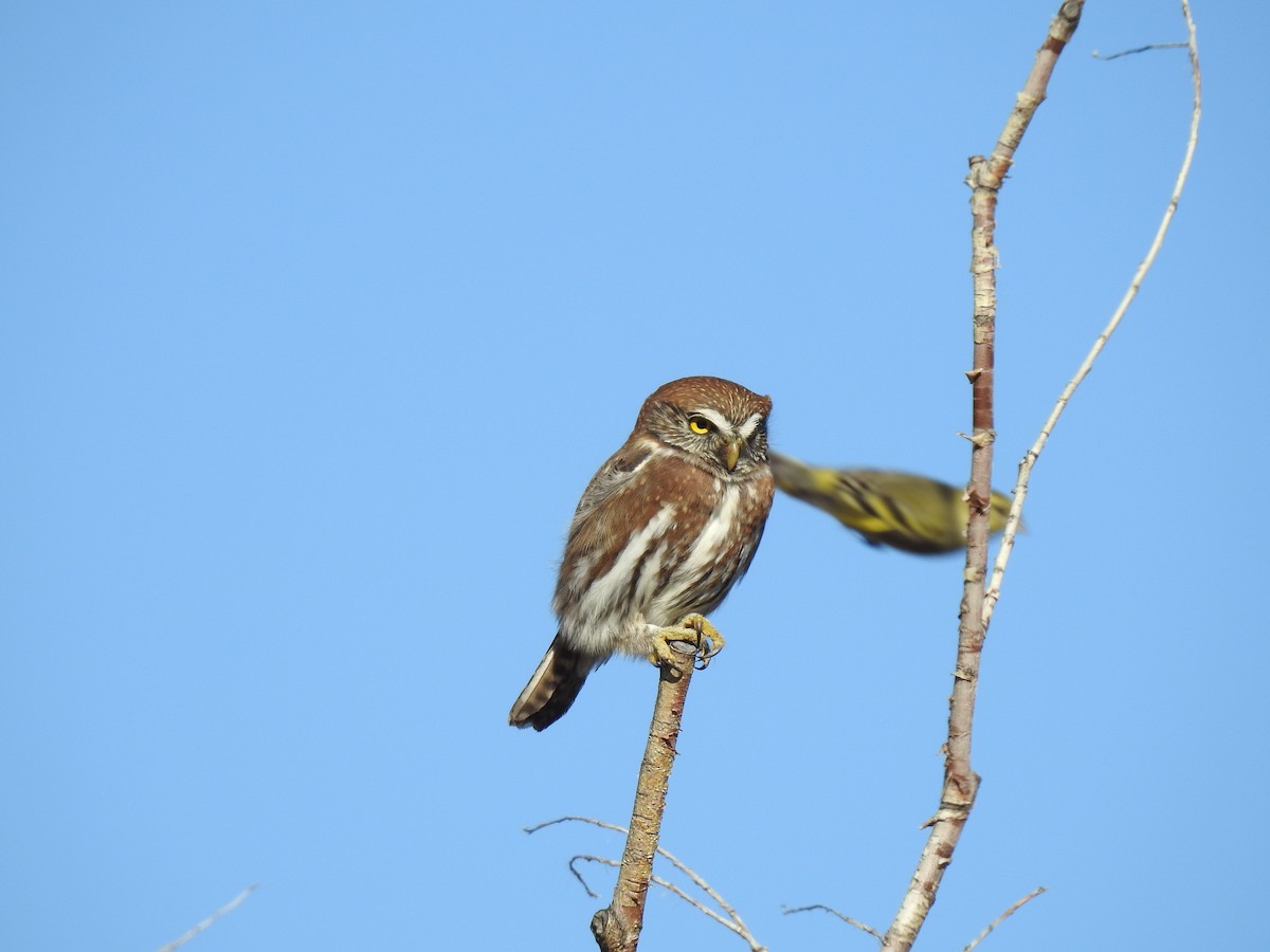 Austral Pygmy-Owl - ML568528191